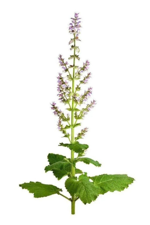 Clary Sage Essential Oil (Organic)