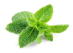 Peppermint Essential Oil (Organic)