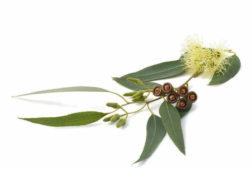 Tea Tree Essential Oil (Organic)