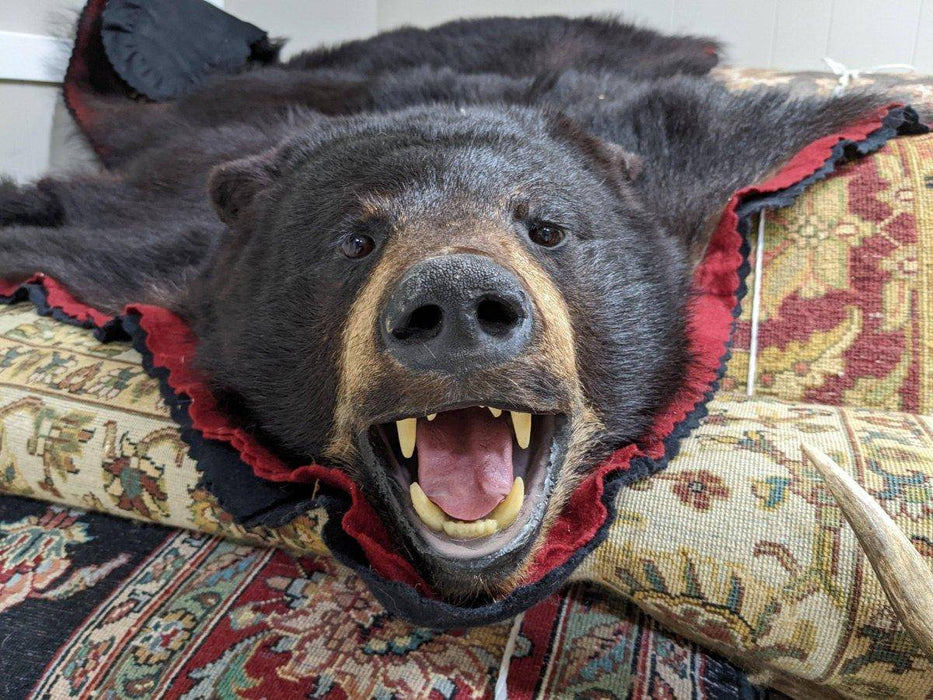 Authentic Black Bear Rug