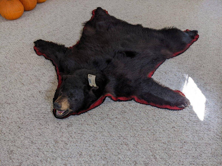 Authentic Black Bear Rug