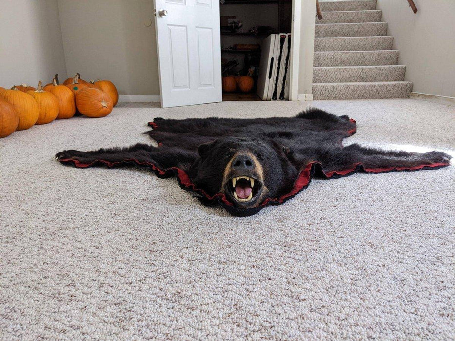 Authentic Black Bear Rug