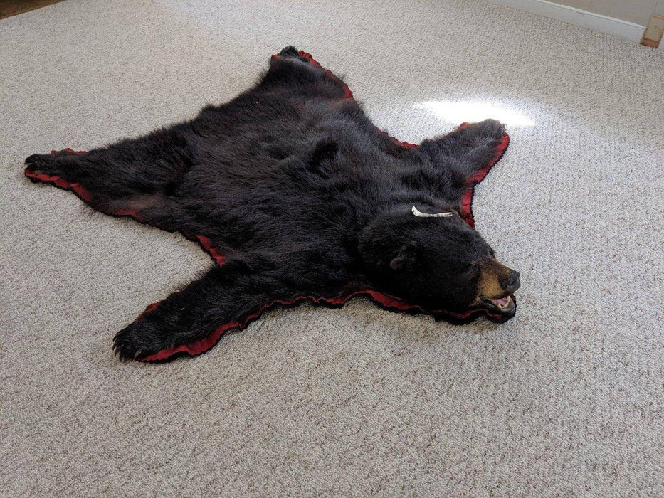 Authentic Black Bear Rug