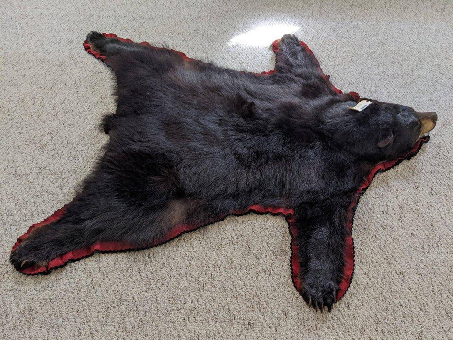 Authentic Black Bear Rug