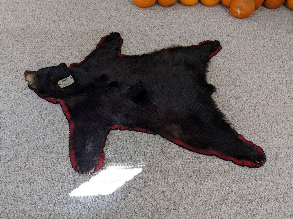 Authentic Black Bear Rug