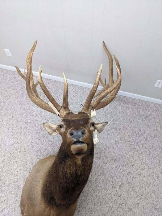 Authentic Elk Taxidermy Mount