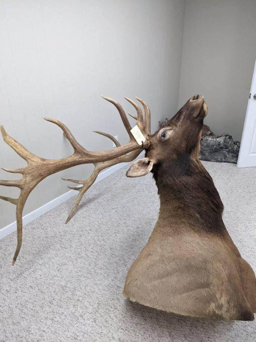 Authentic Elk Taxidermy Mount