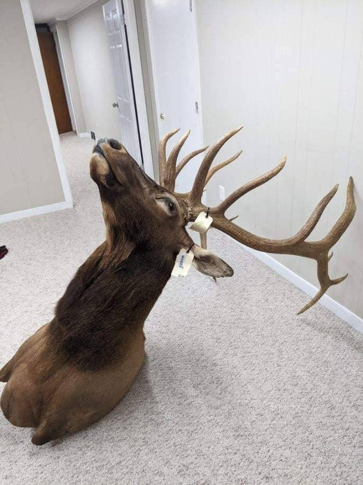 Authentic Elk Taxidermy Mount