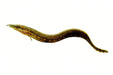 Freshwater Eel (Live Bait)