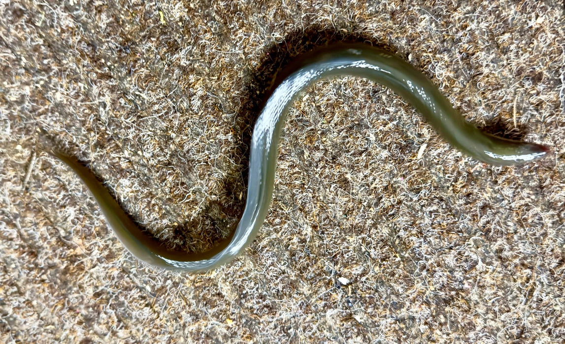 Freshwater Eel (Live Bait)