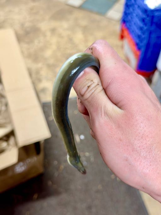 Freshwater Eel (Live Bait)