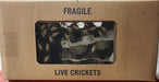 Box of Crickets (1000 Count) (Live Bait)