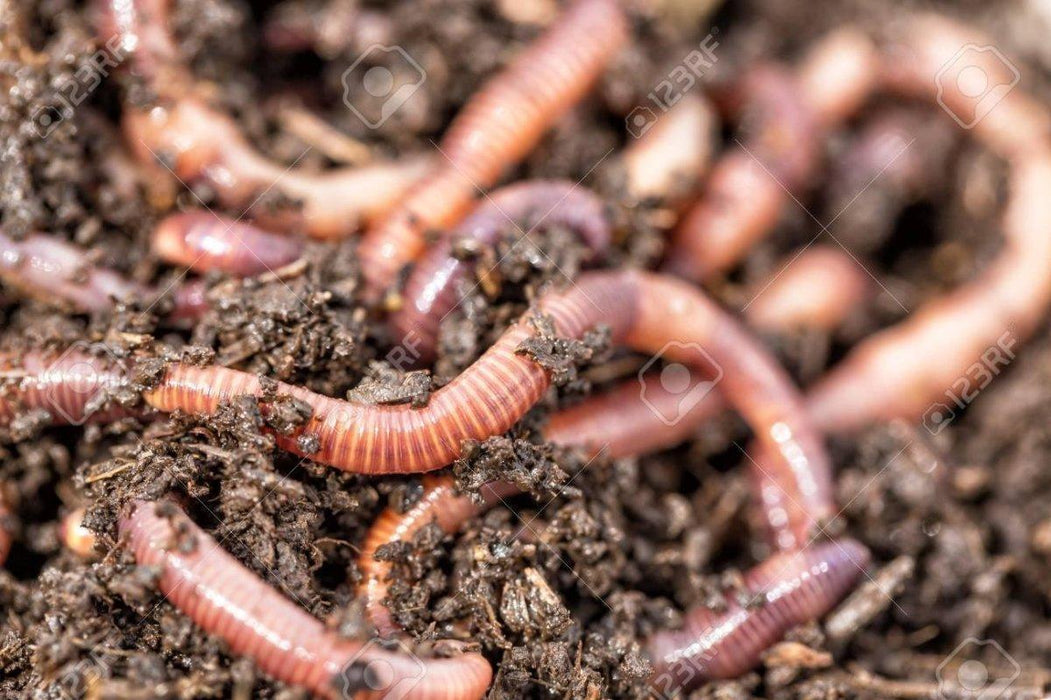Live Worms - as Outdoor